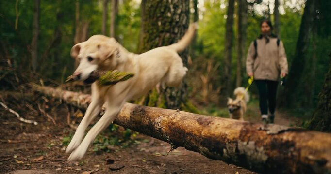 Action shot of a Labrador leaping over a fallen tree trunk on a woodland trail while the owner and a second dog follow in the background. Dynamic outdoor adventure in a natural forest setting.