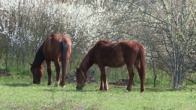 4K Grazing Horses 