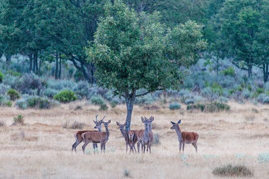 Male and female common or European deer. Cervus elaphus. Valpara&iacute;so, Zamora, Castile and Le&oacute;n, Spain.