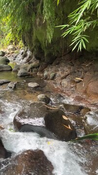 Clear tropical stream flowing over rocks in lush forest 39