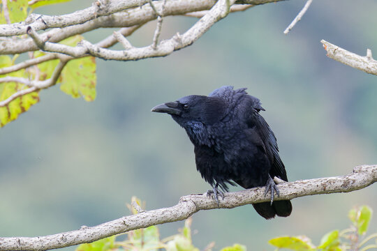 枝に留まって警戒するハシボソガラス(Carrion Crow)