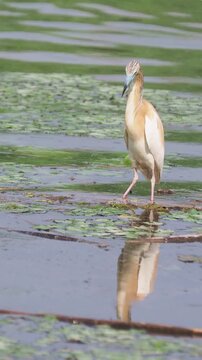 Squacco heron (Ardeola ralloides) standing on floating reeds in a swamp, vertical video