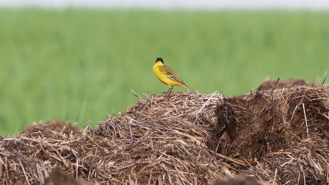 Male western yellow wagtail (Motacilla flava) singing and calling from a straw pile