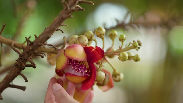 Hand Touching Cannonball Tree Flower in Tropical Garden