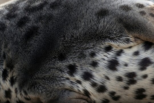 Close-up view of spotted seal fur showing detailed texture and patterns. Dark grey and white fur creates a natural abstract design. Soft natural material provides tactile warmth.