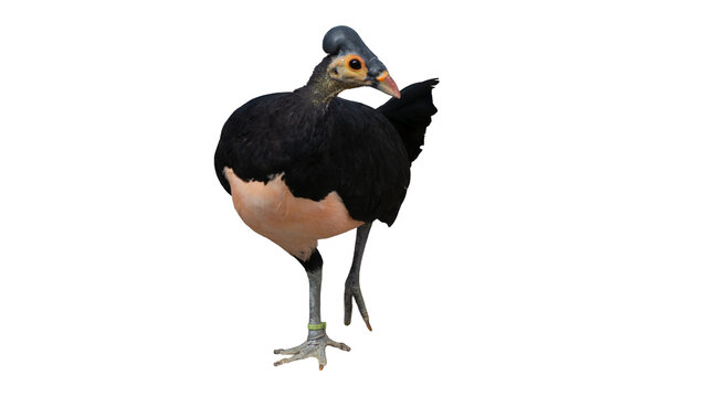 Rare Indonesian Maleo bird macrocephalon maleo isolated on transparent background PNG