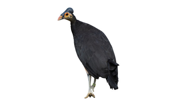 Rare Indonesian Maleo bird macrocephalon maleo isolated on transparent background PNG