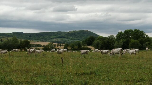 4K Hungarian Grey Cattles in Hungary  