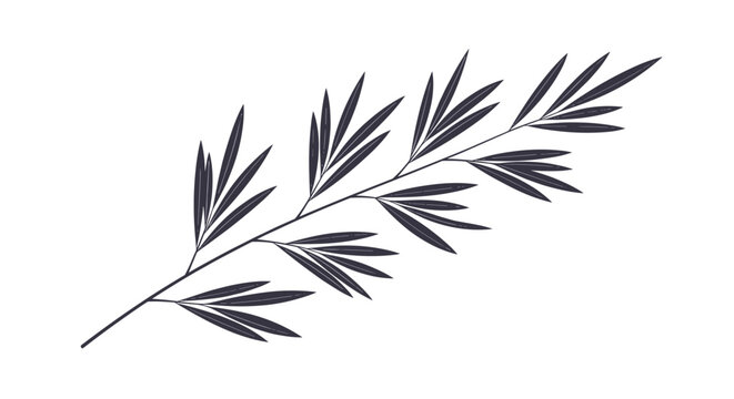 Minimalist drawing of a long thin branch with many small narrow leaves in dark gray ink on a white background for nature design.