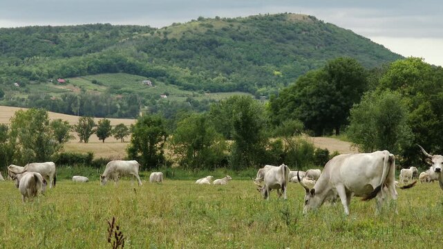 4K Hungarian Grey Cattles in Hungary  