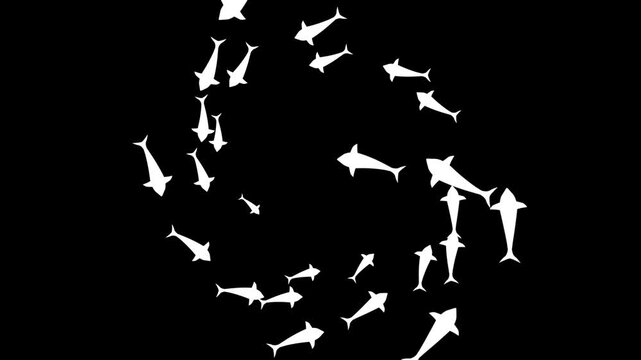 Circular Fish Swarm animation. Animated black fish silhouettes swimming in a circle loop motion graphic.
