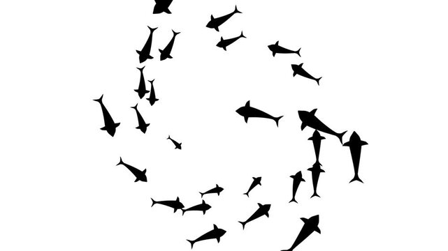 Circular Fish Swarm animation. Animated black fish silhouettes swimming in a circle loop motion graphic.