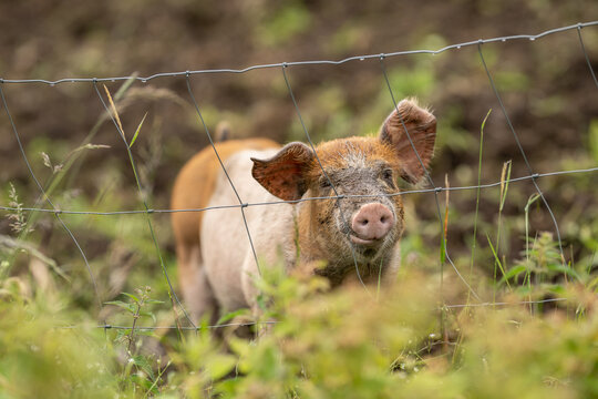 Young farm pig standing behind wire fence in grassy enclosure.