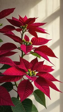 Red poinsettia plant in natural window light