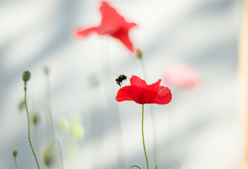 Obraz premium Buff tailed bumblebee Bombus terrestris collecting nectar from common poppy Papaver rhoeas.