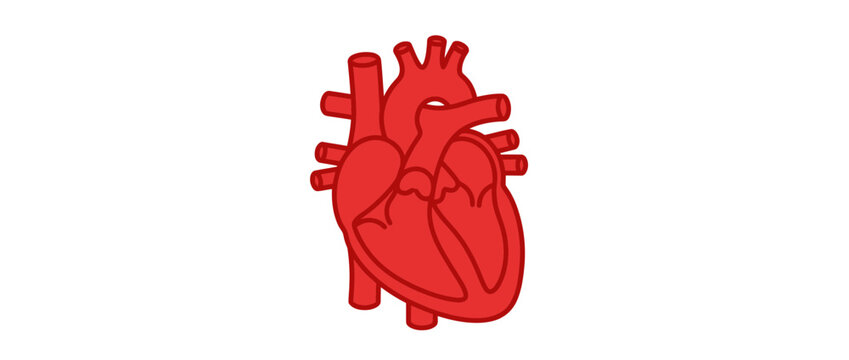 Red Anatomical Heart Illustration on White Background
