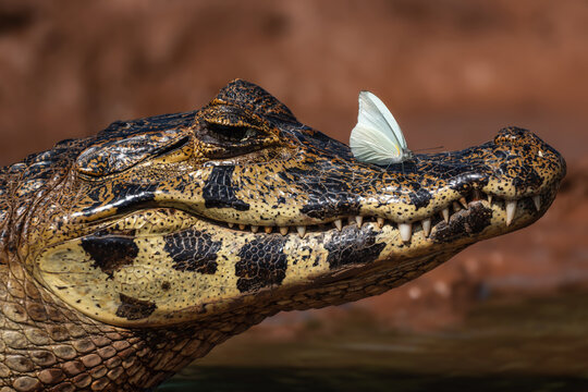 Yacare Caiman - Caiman yacare, small beautiful crocodile native to the rivers and lakes of South America, Pantanal, Brazil.