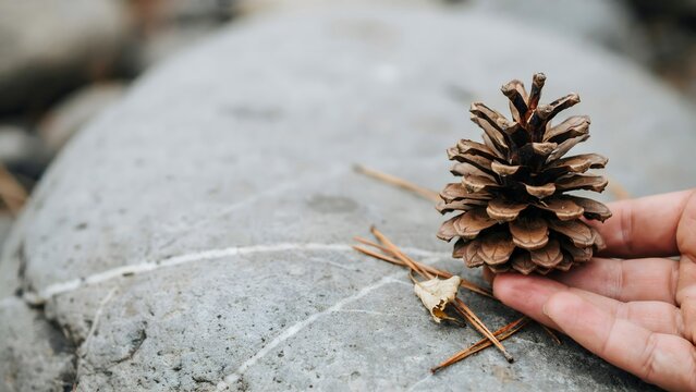 Close-up of a Pine Cone Held by Hand on a Smooth Stone Surface in Nature