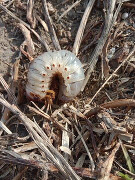 Close-up of a rhinoceros beetle larva resting on natural soil, highlighting its segmented creamy white body, brown head capsule, and detailed insect anatomy in a natural environment.