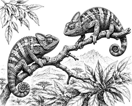 Two Chameleons on Tree Branch Vintage Black and White Wildlife Illustration