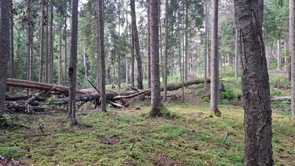 natural pine forest with fallen tree trunks and green moss © Motiejus