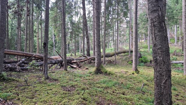 natural pine forest with fallen tree trunks and green moss