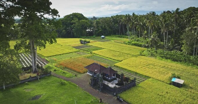 Amazing green rice paddies surrounding a traditional stone Hindu temple. Palm trees and distant mountains creating a serene agricultural rural landscape in Bali, Indonesia. Aerial view drone flight