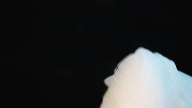 Close-up footage of a white cockatoo preening its feathers in natural light. Detailed plumage, calm behavior and soft background create a peaceful wildlife scene.