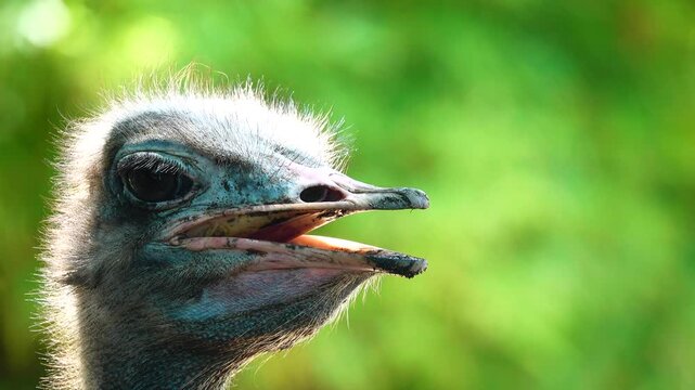 Close-up portrait of an ostrich showing detailed feathers, expressive eyes and unique facial features. Natural wildlife footage with shallow depth of field.