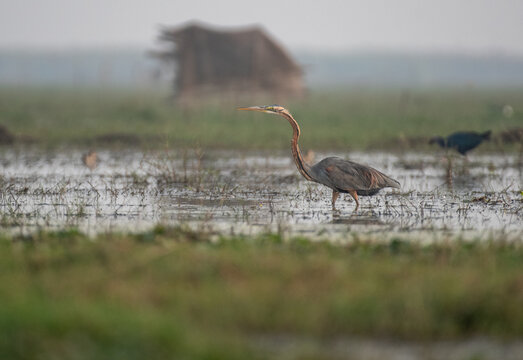 Purple heron resting in the wetlands looking for food. Close up, selective focus.