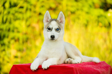 Adorable Siberian Husky puppy with different colored eyes lies on a red surface. Northern sled dog breeds like Alaskan Malamute, Samoyed, or Laika share similar traits. © Alina Ziabrieva