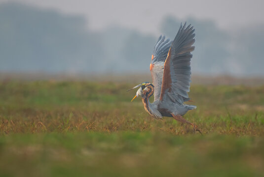 Purple heron bird taking off with a catch in beak in the wetlands. Selective focus.