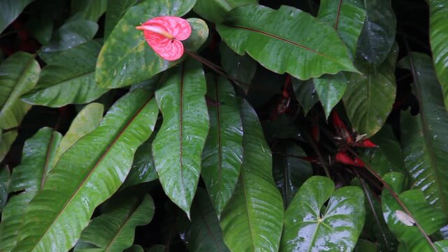 Red anthurium and glossy green tropical foliage sway in the wind during rain, filmed vertically with subtle handheld movement.