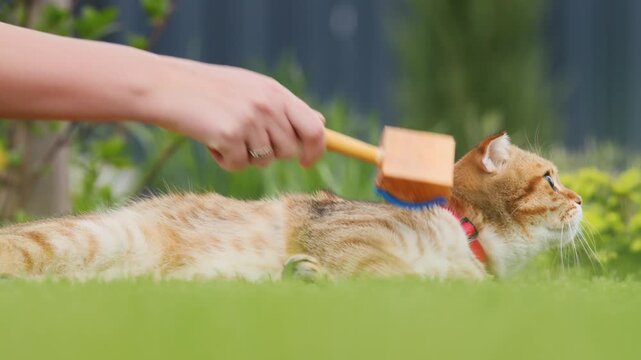 Woman brushing ginger scottish fold cat on green grass lawn in backyard garden during sunny day.