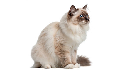 Fluffy long haired domestic grey cat sitting isolated on transparent background © Arina