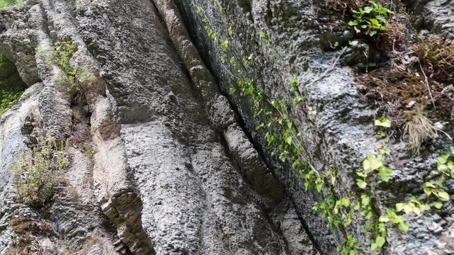 Superficie rocciosa irregolare con piante rampicanti e vegetazione verde che cresce tra le crepe, illuminata da luce naturale