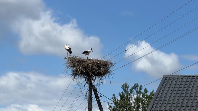 White stork family nest on old electric pole with mother sitting and two young storks standing against cloudy sky in Poland