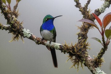 Fototapeta premium Blue throated Hillstar hummingbird perches on mossy branch in Ecuadorian Andes cloud forest. Rare colorful bird species with metallic blue throat rests in cool foggy mountain habitat. Endangered