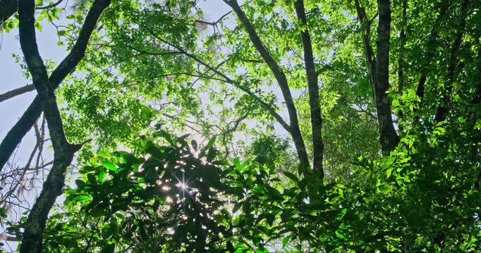 Low-angle video of dense green foliage swaying in the wind as bright sunlight filters through the tree canopy. A serene outdoor nature scene showcasing a peaceful and refreshing environment.