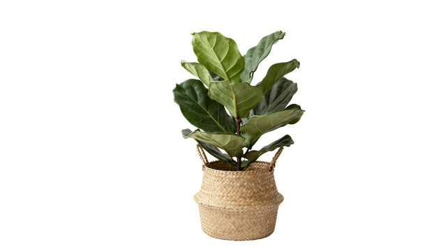 Potted fiddle leaf fig plant in a woven basket isolated on a white background