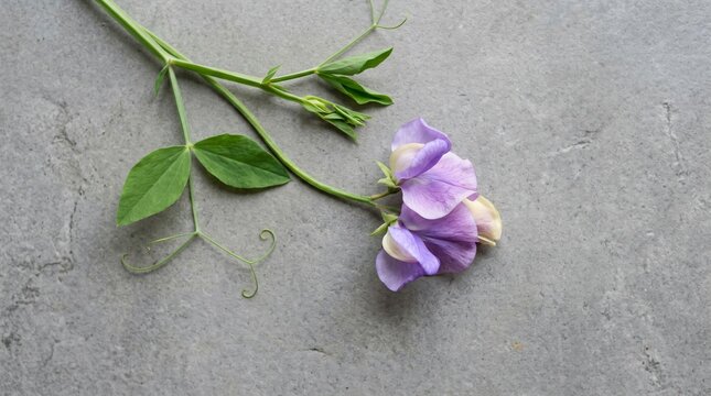 Purple sweet pea flower on dark gray stone background. Single delicate blossom with green stem and tendrils. Minimalist floral composition for nature background or greeting card design.