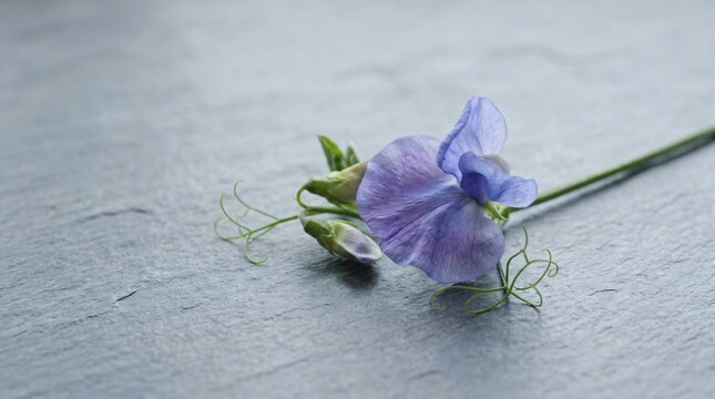 Purple sweet pea flower on dark gray stone background. Single delicate blossom with green stem and tendrils. Minimalist floral composition for nature background or greeting card design.