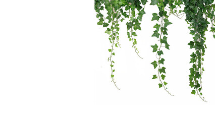 Lush green ivy plant vine stems hanging isolated on transparent background © Olga