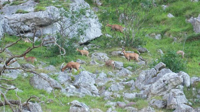 A group of wild chamois gracefully navigating the steep, rocky, and lush green terrain of the Picos de Europa mountains in Spain. Ideal for nature, wildlife, or travel content.