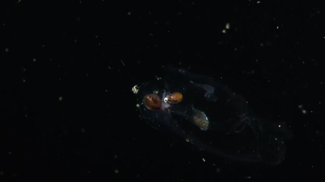 Winged Argonaut (Argonauta hians) hides inside a salp. AKA: Brown Argonaut, Brown Paper Nautilus, Muddy Argonaut. Filmed on a Blackwater Dive, Anilao, Philippines.