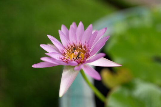 Pink water lily flower in bloom with a bee collecting nectar, growing in a dedicated water lily container with soft green background and shallow depth of field.