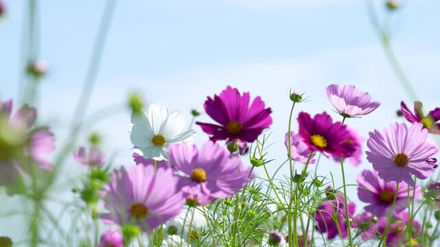 コスモス畑の4Kスローモーション動画