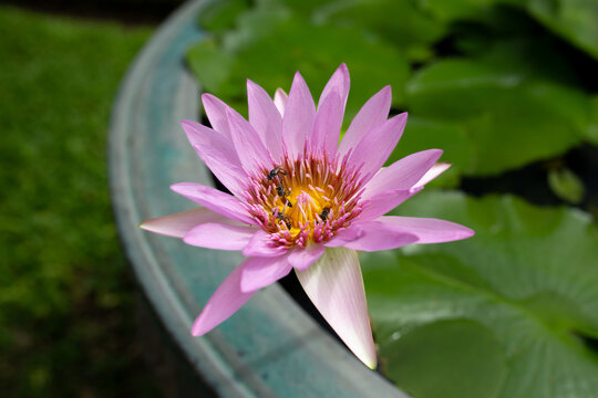 Pink water lily flower in bloom with a bee collecting nectar, growing in a dedicated water lily container with soft green background and shallow depth of field.
