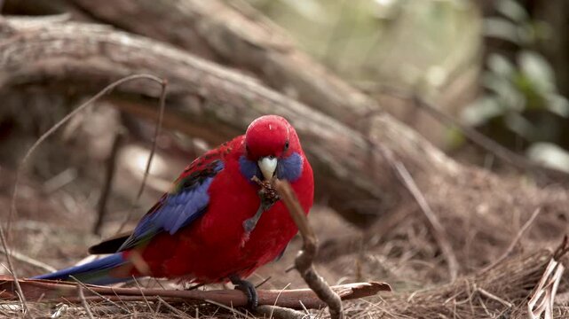 Crimson Rosella Parrot Foraging on Forest Floor in Blue Mountains