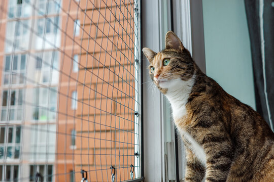 Indoor cat watching outdoors through protective window safety mesh, combining secure ventilation, urban apartment enrichment, wildlife viewing, and fall prevention.